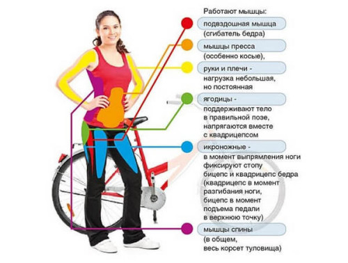 Какие мышцы работают на велотренажере? 