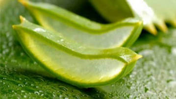 Лист алоэ - народное средство против жировика Лист алоэ - народное средство против жировика