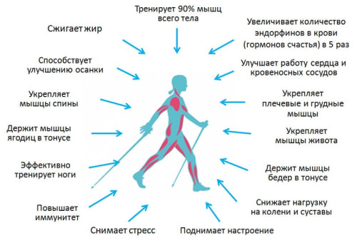 Воздействие нордической ходьбы на организм человека