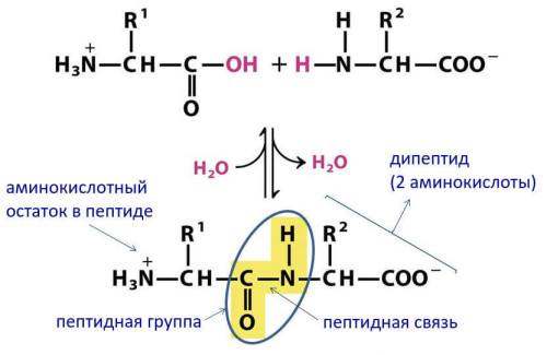 Образование пептидной связи из двух аминокислот