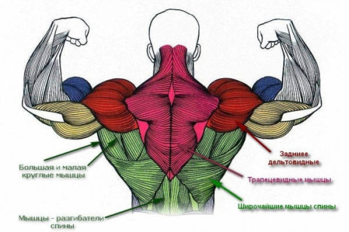 Основные мышцы спины Основные мышцы спины