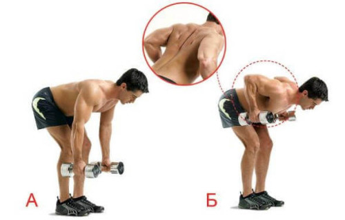 Тяга с гантелями двумя руками Тяга с гантелями двумя руками