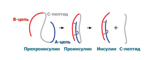 Процесс образования с-пептида