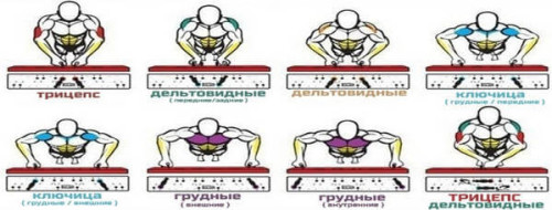 Какие мышцы работают в зависимости от положения рук Какие мышцы работают в зависимости от положения рук