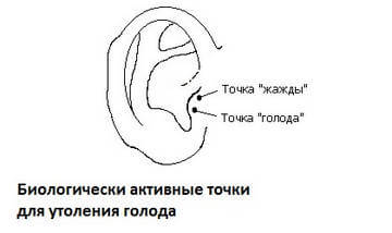 Активные точки на ушной раковине, управляющие аппетитом