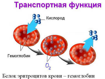 Функция гемоглобина