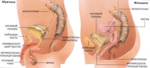 Строение мочеполовой системы женщины и мужчины