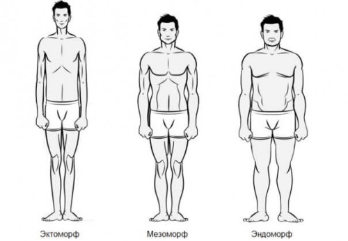 Соматотипы человека: октоморф, мезоморф и эндоморф Соматотипы человека: октоморф, мезоморф и эндоморф