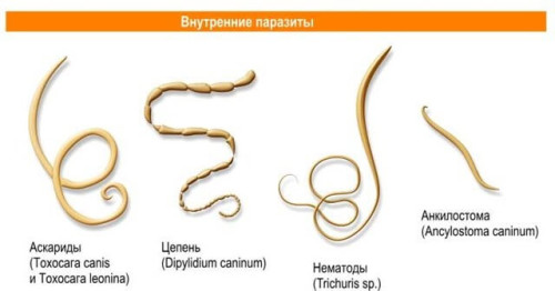 Некоторые виды паразитов