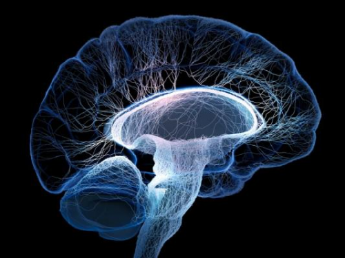 Головной мозг Головной мозг