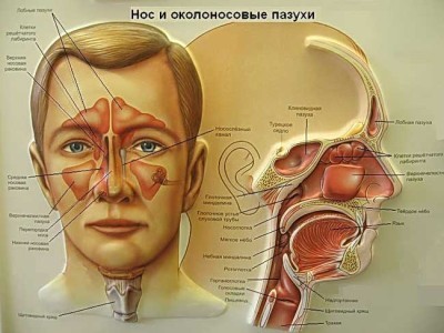 Особенности протекания и методы терапии аллергического вазомоторного ринита Особенности протекания и методы терапии аллергического вазомоторного ринита
