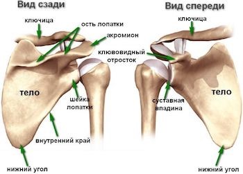 Болит справа под лопаткой сзади со спины Болит справа под лопаткой сзади со спины