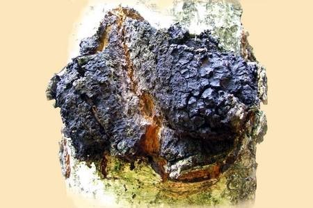 Можно ли грибы при сахарном диабете (чага, чайный, молочный) Можно ли грибы при сахарном диабете (чага, чайный, молочный)