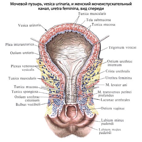 Уретра (мочеиспускательный канал) у женщин и мужчи: что это такое? Уретра (мочеиспускательный канал) у женщин и мужчи: что это такое?