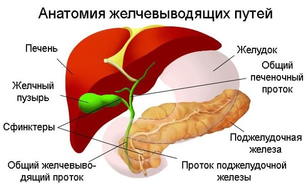Как осуществляется лечение гипотонии желчного пузыря? Как осуществляется лечение гипотонии желчного пузыря?