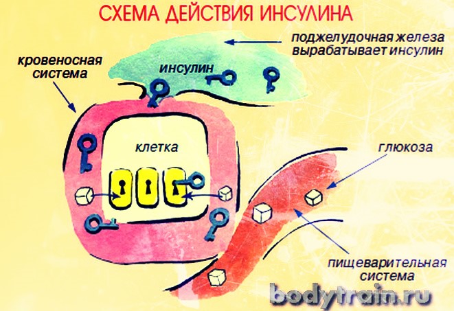 Где вырабатывается гормон инсулин Где вырабатывается гормон инсулин