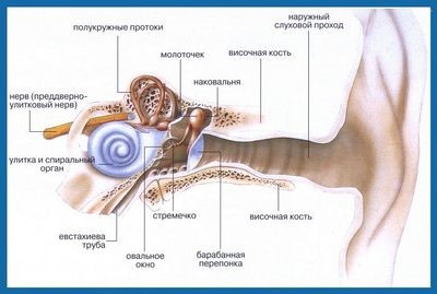 Заложило ухо при насморке: причины симптома Заложило ухо при насморке: причины симптома