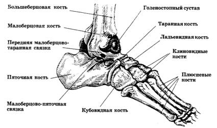 Причины и лечение перелома таранной кости Причины и лечение перелома таранной кости