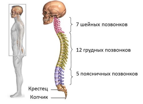 Сколько позвонков в грудном отделе позвоночника Сколько позвонков в грудном отделе позвоночника