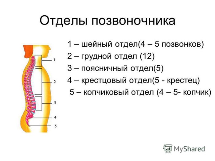 Сколько позвонков в грудном отделе позвоночника Сколько позвонков в грудном отделе позвоночника