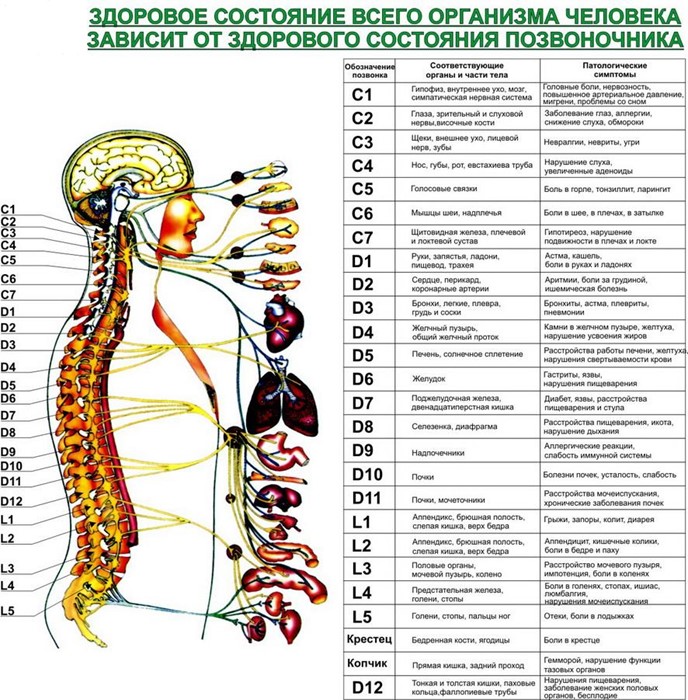 Сколько позвонков в грудном отделе позвоночника Сколько позвонков в грудном отделе позвоночника