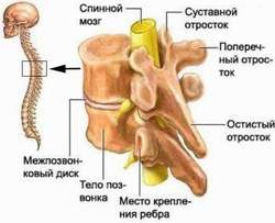 Сколько позвонков в грудном отделе позвоночника Сколько позвонков в грудном отделе позвоночника
