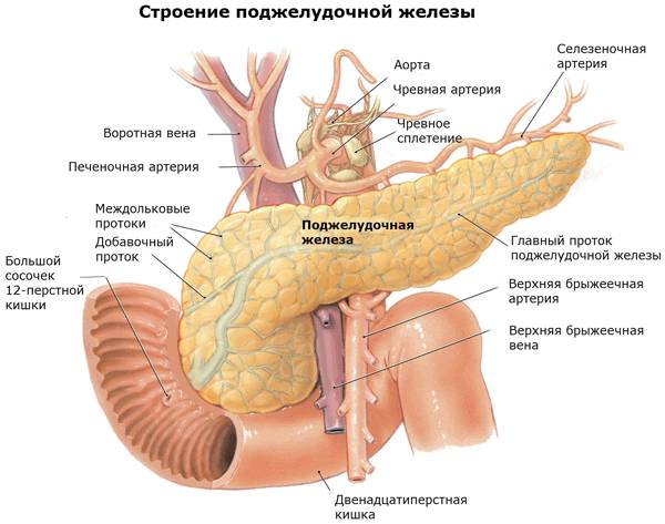 Проявления рака поджелудочной железы: симптомы и признаки Проявления рака поджелудочной железы: симптомы и признаки