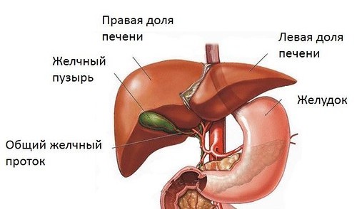 Симптомы холестаза - застоя желчи в желчном пузыре Симптомы холестаза - застоя желчи в желчном пузыре